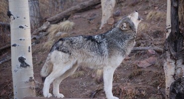 Wolf Sanctuary - Colorado, USA