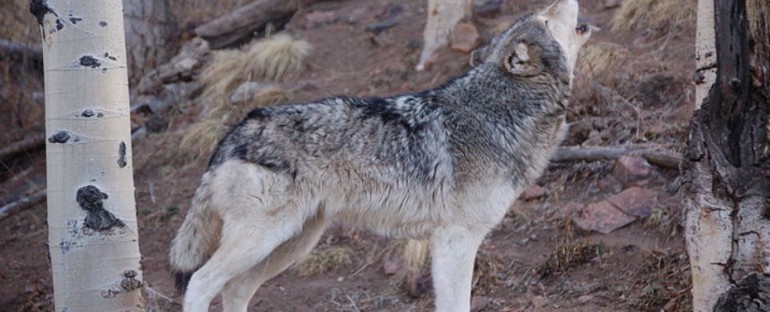 Wolf Sanctuary – Colorado, USA