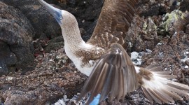 Blue-Footed Booby Fight – Galápagos Islands, Ecuador