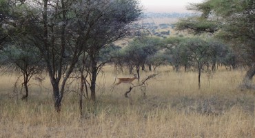 Impala at Dawn - Serengeti National Park, Tanzania