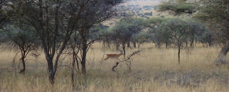 Impala at Dawn – Serengeti National Park, Tanzania