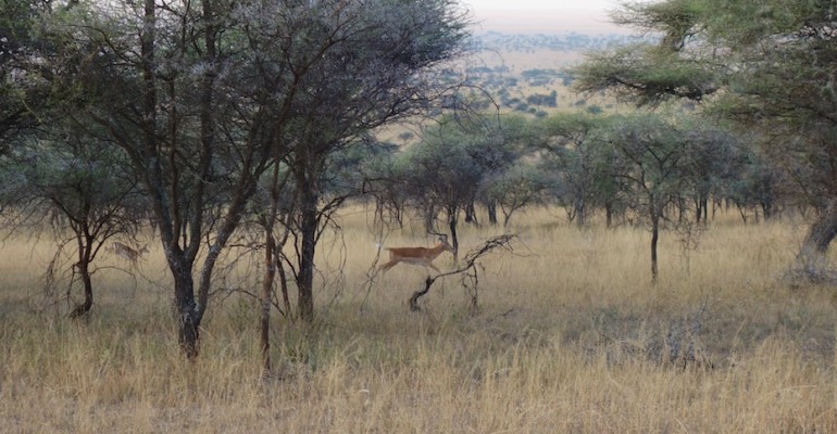 Impala at Dawn – Serengeti National Park, Tanzania