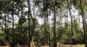 Karura Forest – Nairobi, Kenya