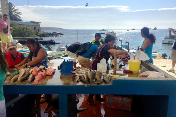Puerto Ayora Fish Market - Galápagos Islands, Ecuador