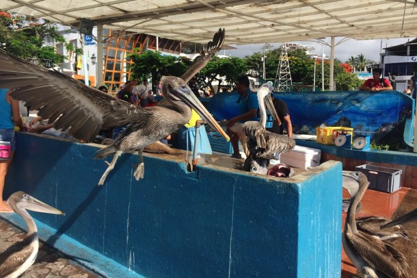 Puerto Ayora Fish Market - Galápagos Islands, Ecuador3