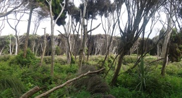 Living Forest – Curio Bay, New Zealand