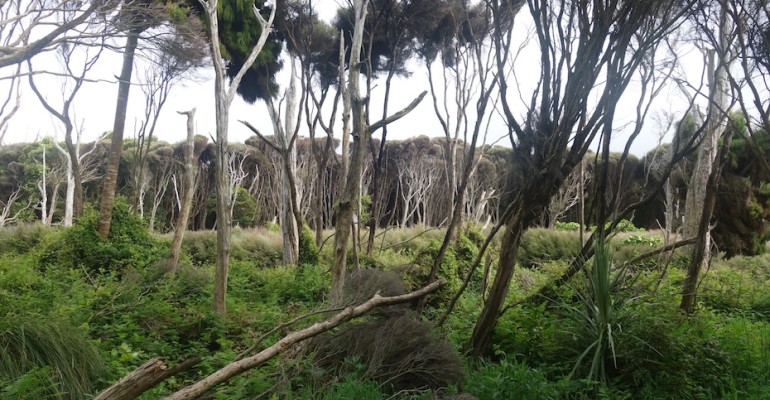 Living Forest – Curio Bay, New Zealand