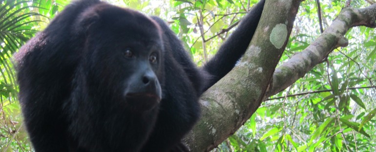 Black Howler Monkeys – Belize
