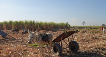 Sugar Cane Harvest – Luxor, Egypt