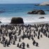 African Penguins – Boulders Beach, South Africa