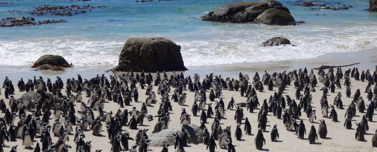 African Penguins – Boulders Beach, South Africa