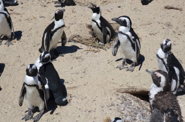 African Penguins – Boulders Beach, South Africa2