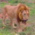 Lion Call – Kruger National Park, South Africa