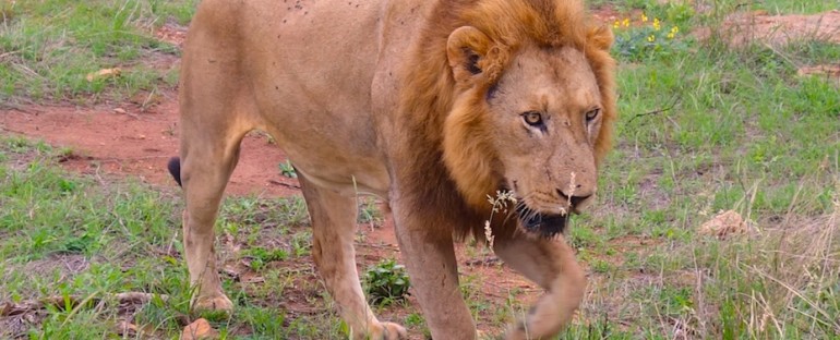 Lion Call – Kruger National Park, South Africa