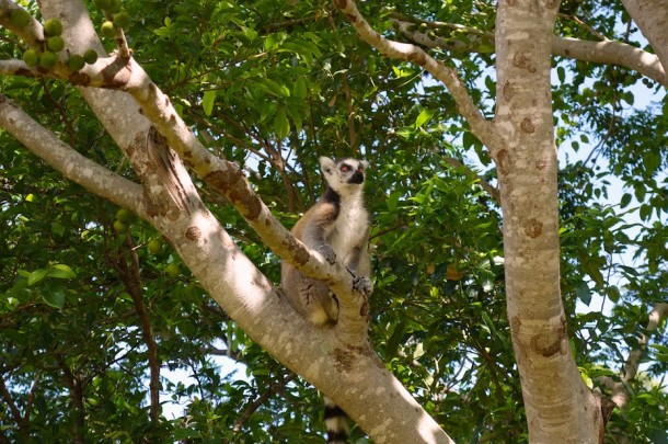 Ring-Tailed Lemurs – Anja Community Reserve, Madagascar