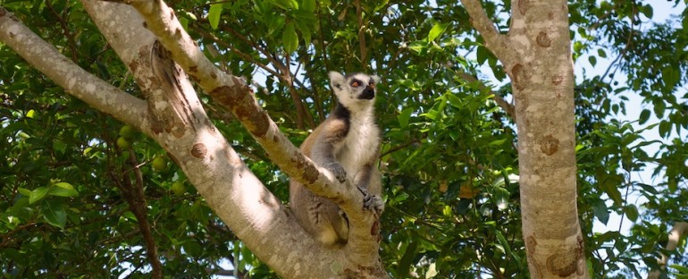 Ring-Tailed Lemurs – Anja Community Reserve, Madagascar