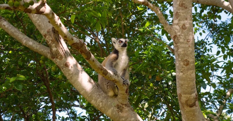 Ranomafana National Park – Madagascar