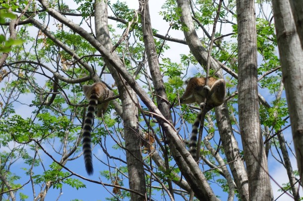 Ring-Tailed Lemurs – Anja Community Reserve, Madagascar2