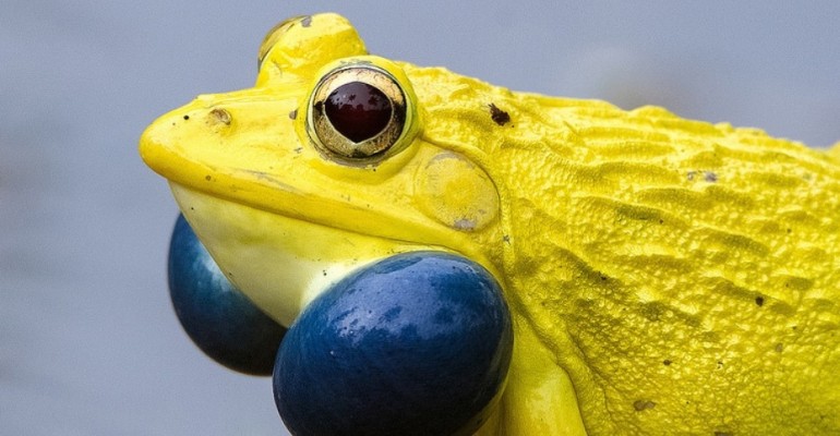 Indian Bullfrog Mating Call – India