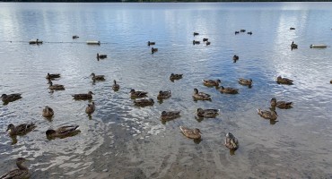 Ducks at Gunflint Lake - Minnesota, USA