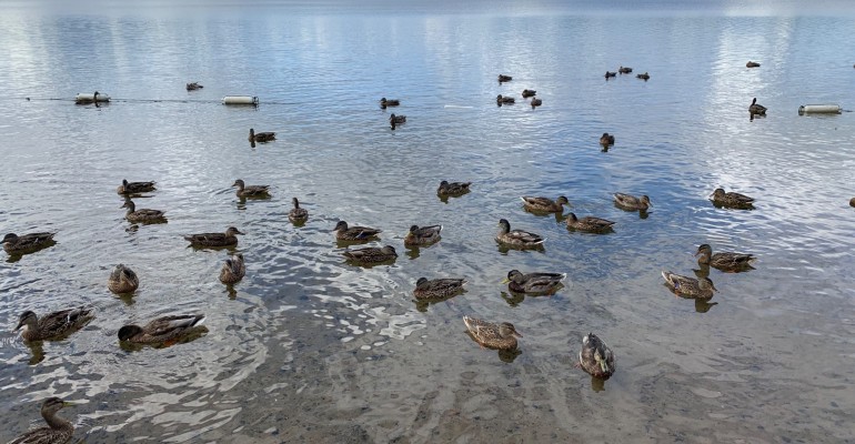 Ducks at Gunflint Lake – Minnesota, USA